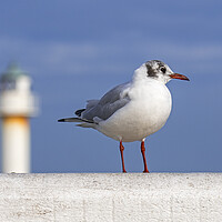 Buy canvas prints of Black-Headed Gull and Lighthouse by Arterra 