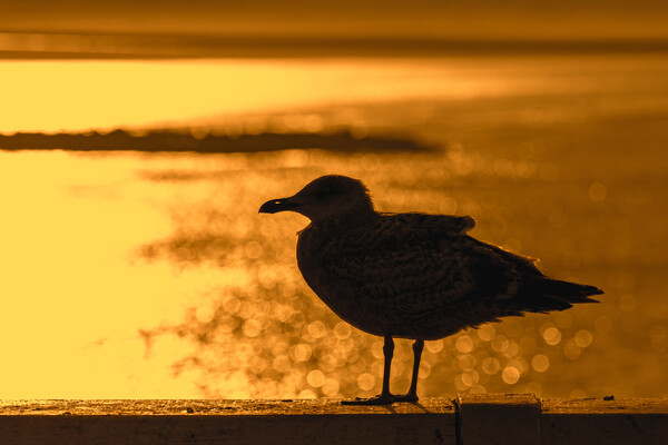Herring Gull at Sunset Picture Board by Arterra 