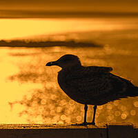 Buy canvas prints of Herring Gull at Sunset by Arterra 
