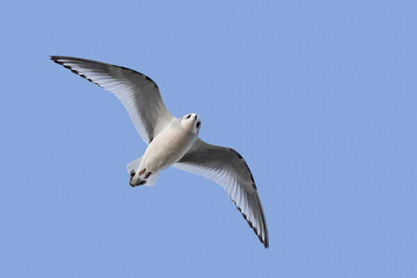 Ross' Gull in Flight Picture Board by Arterra 
