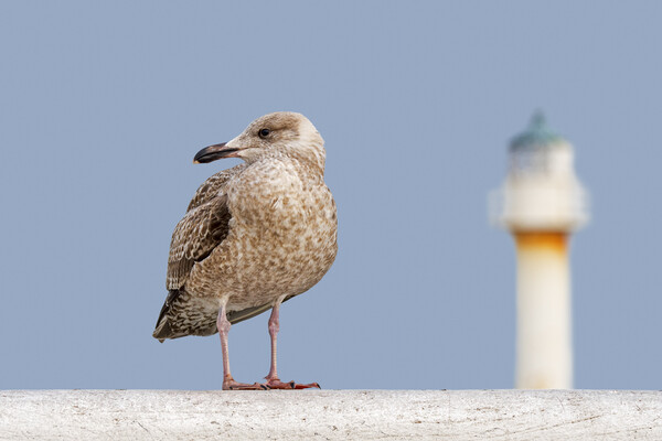 Young Herring Gull on Pier Picture Board by Arterra 