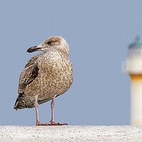 Buy canvas prints of Young Herring Gull on Pier by Arterra 