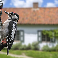 Buy canvas prints of Young Great Spotted Woodpecker in Garden by Arterra 