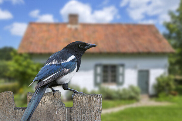 Eurasian Magpie on Garden Fence Picture Board by Arterra 