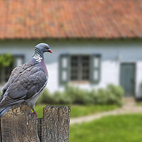 Buy canvas prints of Wood Pigeon in Garden by Arterra 