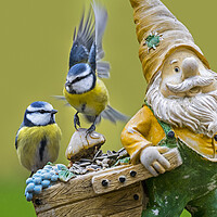 Buy canvas prints of Blue Tits on Garden Gnome by Arterra 
