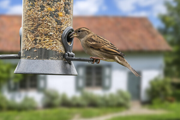 House Sparrow on Garden Bird Feeder Picture Board by Arterra 