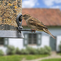 Buy canvas prints of House Sparrow on Garden Bird Feeder by Arterra 