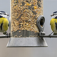 Buy canvas prints of Two Blue Tits on Bird Feeder by Arterra 