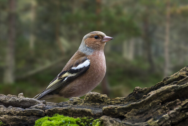 Chaffinch in Woodland Picture Board by Arterra 