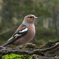 Buy canvas prints of Chaffinch in Woodland by Arterra 