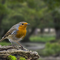 Buy canvas prints of Robin in Woodland by Arterra 