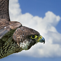Buy canvas prints of Peregrine Falcon in Flight by Arterra 