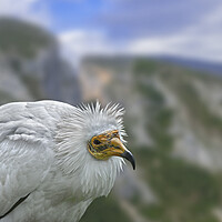 Buy canvas prints of Egyptian Vulture by Arterra 