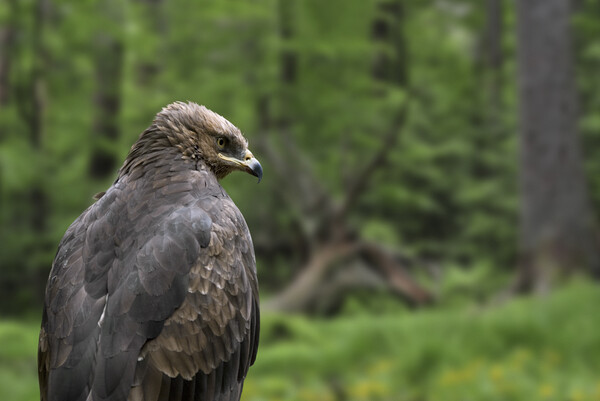 Lesser Spotted Eagle Picture Board by Arterra 