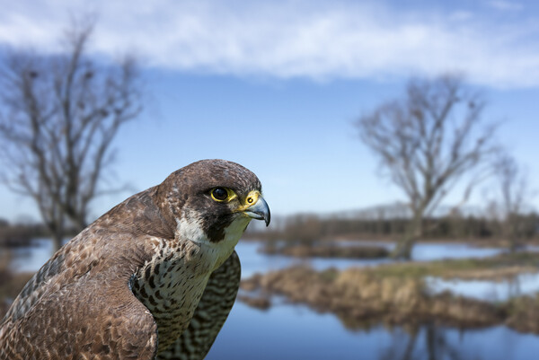 Peregrine Falcon in Wetland Picture Board by Arterra 