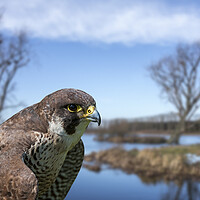 Buy canvas prints of Peregrine Falcon in Wetland by Arterra 