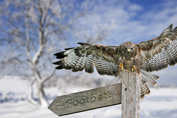 Common Buzzard Landing on Signpost Picture Board by Arterra 