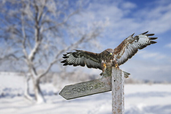 Common Buzzard in Winter Heathland Picture Board by Arterra 