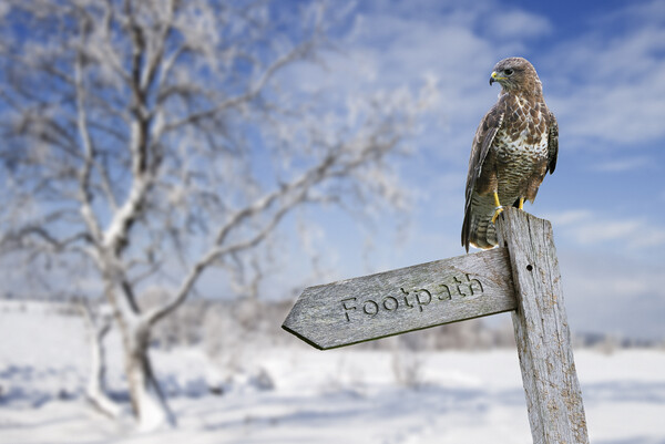Common Buzzard Perched in Winter Picture Board by Arterra 