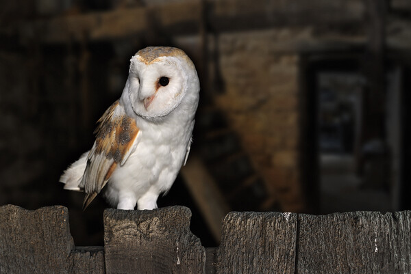 Barn Owl at Farm Picture Board by Arterra 