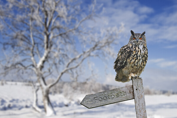 Eurasian Eagle Owl Perched in Winter Picture Board by Arterra 