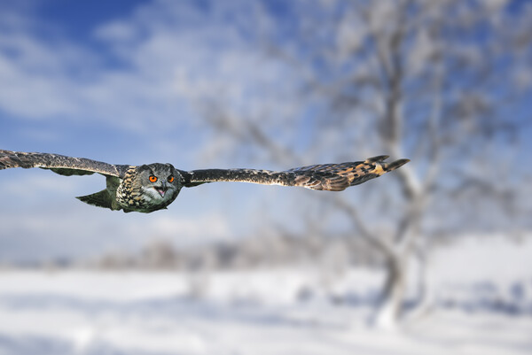 Eurasian Eagle Owl Flying over Heathland in Winter Picture Board by Arterra 