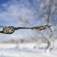 Buy canvas prints of Eurasian Eagle Owl Flying over Heathland in Winter by Arterra 