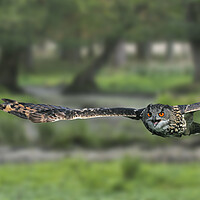 Buy canvas prints of Eurasian Eagle Owl Flying in Woodland by Arterra 