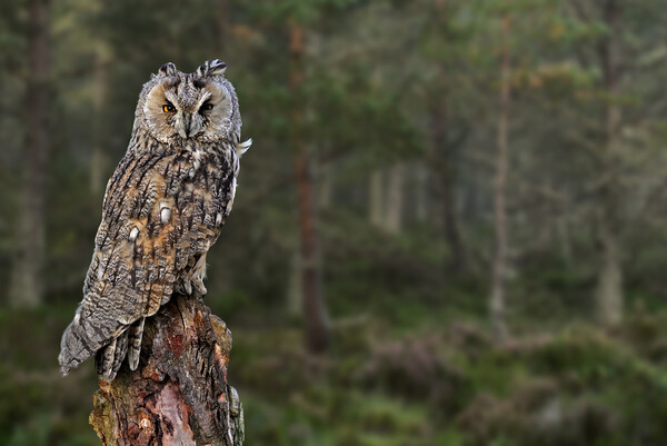 Long Eared Owl in Wood Picture Board by Arterra 