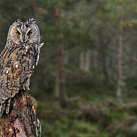 Buy canvas prints of Long Eared Owl in Wood by Arterra 