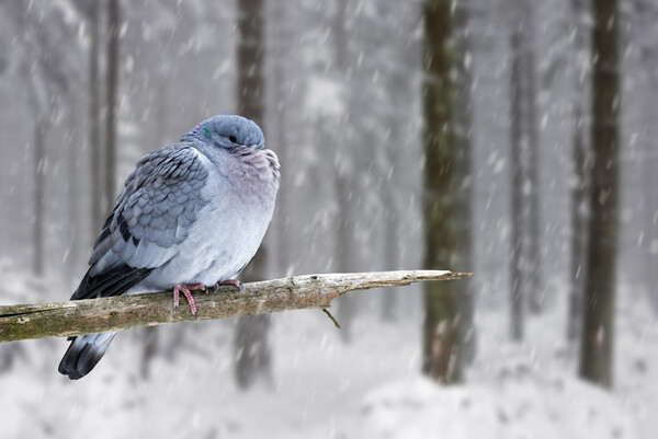 Stock Dove during Snowfall in Woodland Picture Board by Arterra 