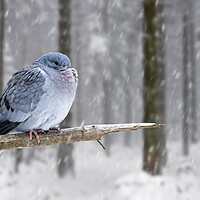 Buy canvas prints of Stock Dove during Snowfall in Woodland by Arterra 