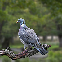 Buy canvas prints of Common Wood Pigeon by Arterra 