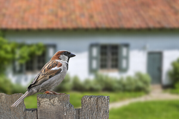 House Sparrow in Garden Picture Board by Arterra 