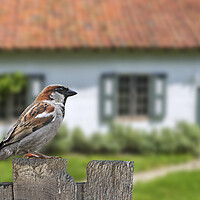 Buy canvas prints of House Sparrow in Garden by Arterra 