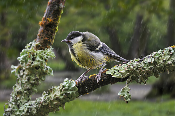 Young Great Tit in the Rain Picture Board by Arterra 