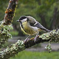 Buy canvas prints of Young Great Tit in the Rain by Arterra 
