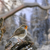 Buy canvas prints of European Robin at Sunrise in Winter by Arterra 