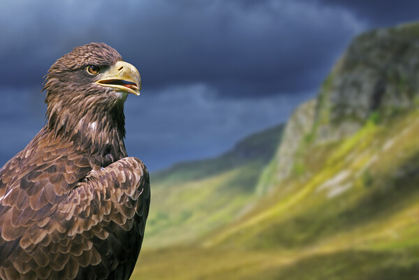 Golden Eagle in the Scottish Highlands Picture Board by Arterra 