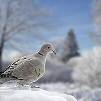 Buy canvas prints of Eurasian Collared Dove in Winter by Arterra 