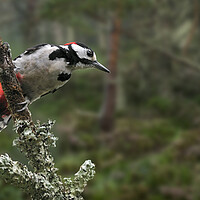 Buy canvas prints of Great Spotted Woodpecker in Pine Forest by Arterra 