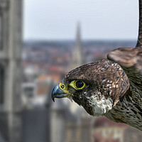 Buy canvas prints of Peregrine Falcon in Flight over City by Arterra 