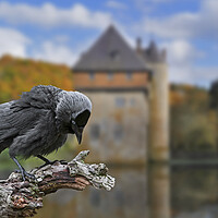 Buy canvas prints of Western Jackdaw and Castle by Arterra 