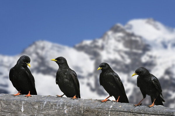 Alpine Choughs in the Mountains of the Alps Picture Board by Arterra 