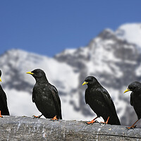 Buy canvas prints of Alpine Choughs in the Mountains of the Alps by Arterra 