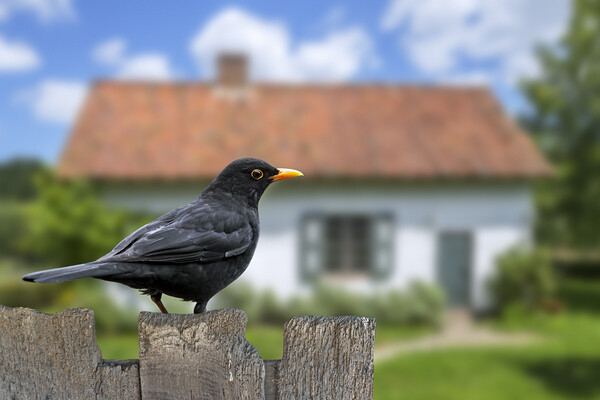 Blackbird on Old Garden Fence Picture Board by Arterra 