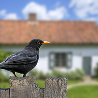 Buy canvas prints of Blackbird on Old Garden Fence by Arterra 