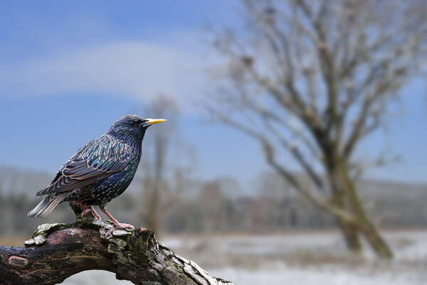 European Starling in Winter Picture Board by Arterra 