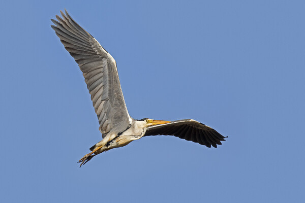 Grey Heron Flying Picture Board by Arterra 